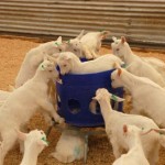 Get outta the food bowl!