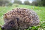Looking After Hedgehogs