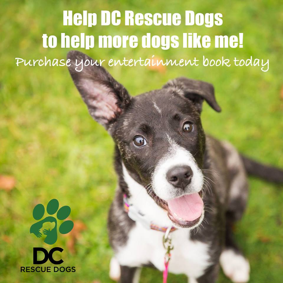 DC Rescue Dogs – Number 8 Network